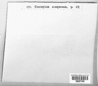 Tympanis conspersa image
